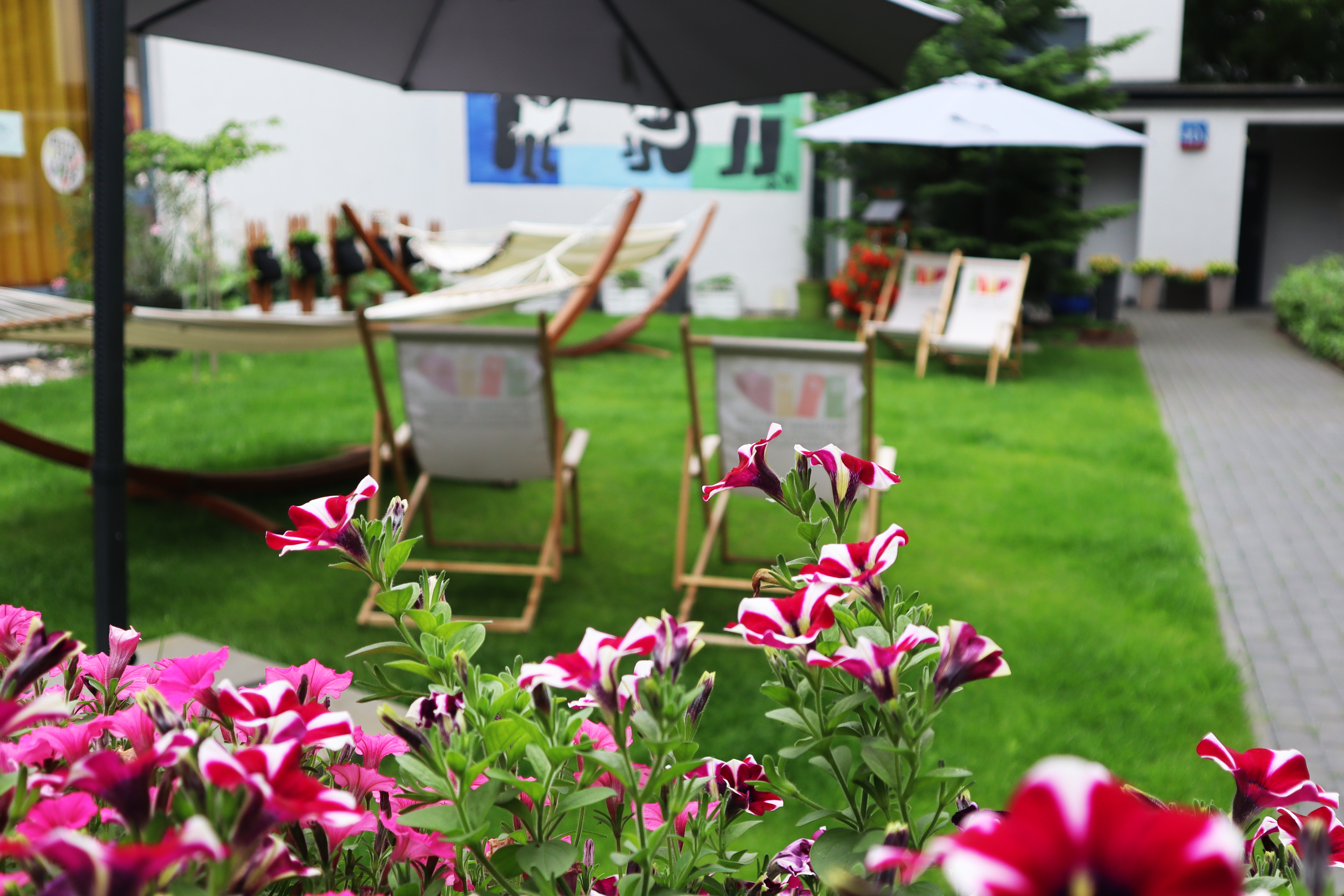 Zielony ogród z zadbanym trawnikiem, na którym stoją leżaki i hamaki. W tle dwa duże parasole zapewniające cień, a na ścianie budynku widoczny jest kolorowy mural. Na pierwszym planie, w centrum kadru, znajdują się kwitnące kwiaty petunii w odcieniach różu, bieli i fioletu.