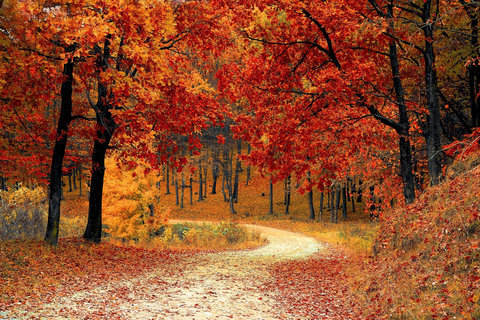 Gruntowa droga wije się pośród drzew. Jeszcze sporo czerwono-pomarańczowych jesiennych liści trzyma się drzew, ale wiele z nich spadło już na ziemię.
