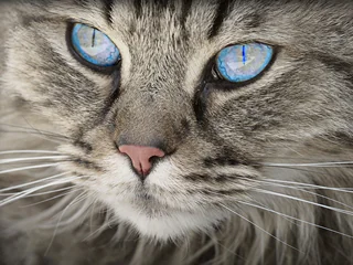 Koci pyszczek z wielkimi błękitnymi oczami.