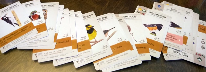 Na stole rozłożonych jest kilkanaście kart z wizerunkami ptaków i opisami do nich.