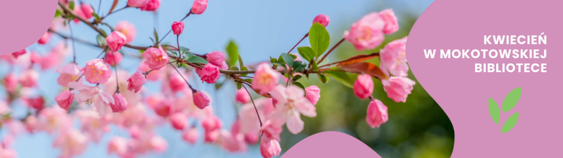 Gałązka wiśni z różowymi kwiatami, w tle błękitne niebo, różowe elementy graficzne, napis: Kwiecień w mokotowskiej bibliotece