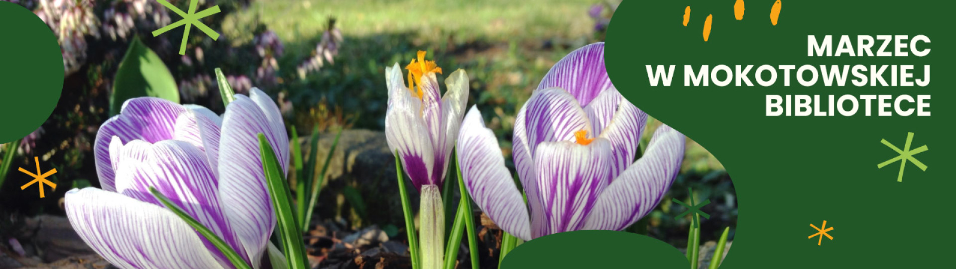 Fioletowe krokusy na tle zielonej trawy, z prawej strony napis marzec w mokotowskiej bibliotece na zielonym tle