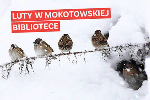 Na tle śniegu cztery wróbelki siedzą na zamarzniętej cienkiej gałęzi. Piąty siedzi w dziurze śnieżnej pod gałęzią.
