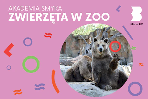 Dwa misie na wybiegu w zoo. Jeden z nich macha łapą do odwiedzających.