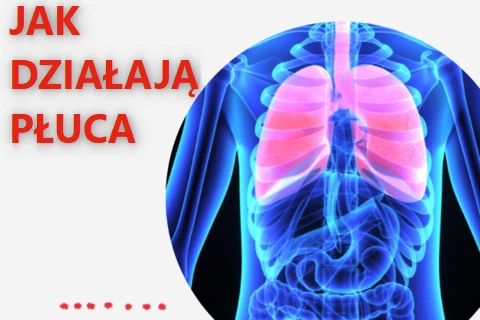 W kółku widać grafikę przezroczystego na niebiesko torsu człowieka z widocznymi żebrami, układem pokarmowym oraz wyróżnionymi na różowo płucami i tchawicą. Z lewej tekst: jak działają płuca.