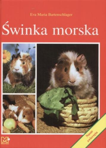 Okładka książki Świnka morska / Eva Maria Bartenschlager ; tł. Olga Urszula Zbonikowska.